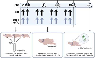 Adolescent binge ethanol impacts H3K9me3-occupancy at synaptic genes and the regulation of oligodendrocyte development